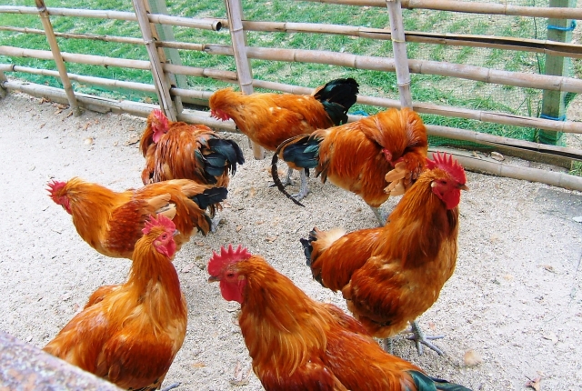 Jidori Chickens