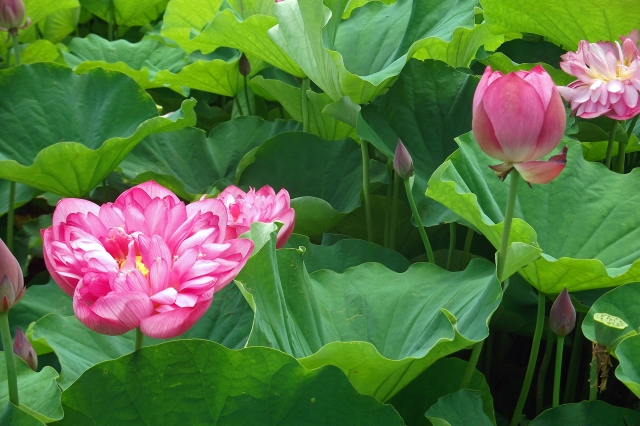 Ancient Lotus Flower