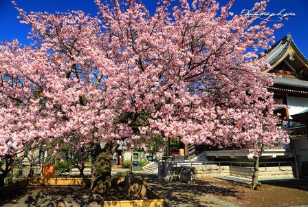 HEAD TURNER OF BEAUTIFUL CHERRY BLOSSOM