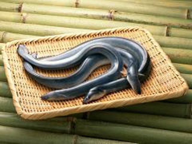 eel